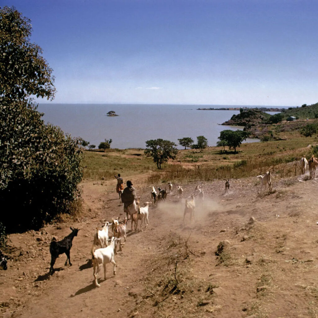 Lake Tana
